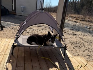 A black and white corgi cardigan lying in her sun tent and watching at the camera.