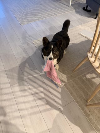 A black and white corgi cardigan with a small towel in her mouth, inviting the photographer to play.