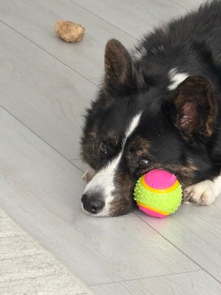 A black and white corgi cardigan "cuddling" with her ball.