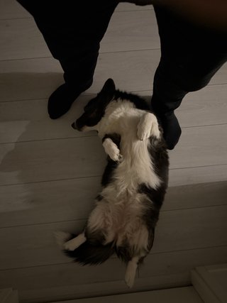 A black and white corgi cardigan lying on her back and looking to be scratched.