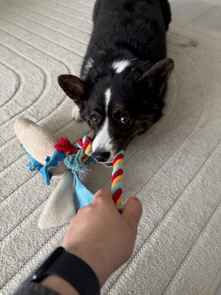 A black and white corgi cardigan playing tug with a rainbow colored toy.