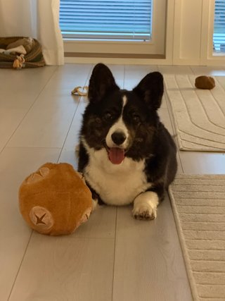 A black and white corgi cardigan smiling into the camera, lying next to a toy.
