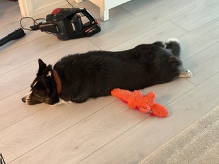 A black and white corgi cardigan splooting next to a toy.