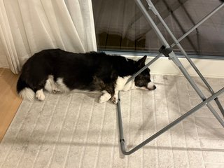 A black and white corgi cardigan lying right next to a clothes airer. Her front legs and here neck are pressed against the meta legs of the airer.