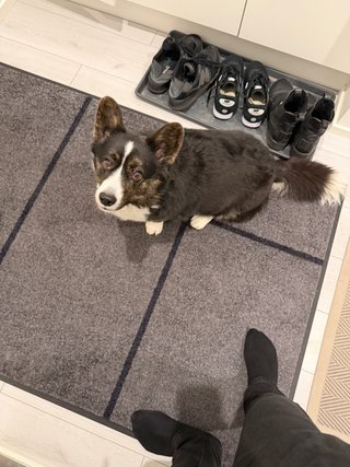 A black and white corgi cardigan waiting to be walked.