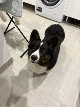 A black and white corgi cardigan watching up.