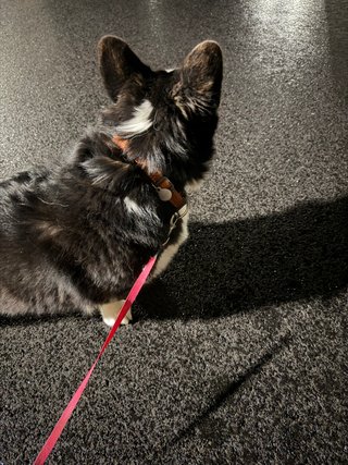 A black and white corgi cardigan watching away from the camera showing the beautiful fur on the back of her head.