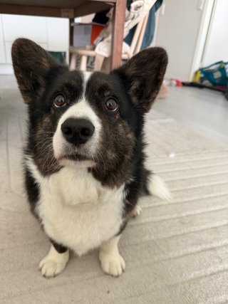 A black and white corgi cardigan looking up past the camera.