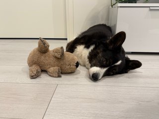 A black and white corgi cardigan lying next to a dog toy.