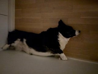 A black and white corgi cardigan sleeping in a dark corner of the room. She