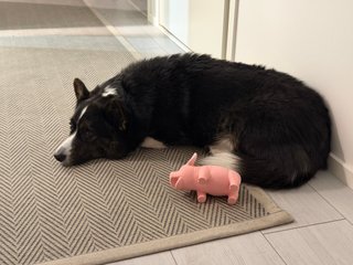 A black and white corgi cardigan lying next to a pug shaped dog toy.