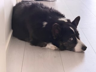 A black and white corgi cardigan lying on the floor and looking into the camera.