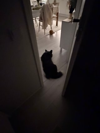 A black and white corgi cardigan photographed from behind out of a darkened room. She is lying exactly in the crack of the opened door.