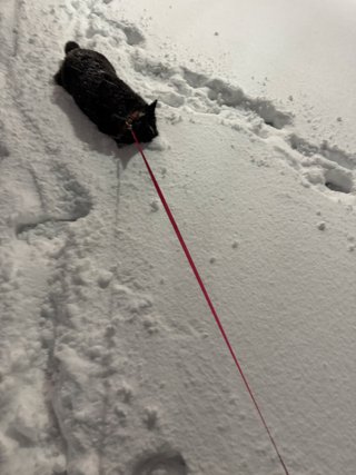 A black and white corgi cardigan playing, her head is in the snow.
