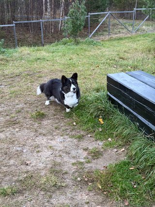 A black and white corgi cardigan investigating a bench in a dog park.