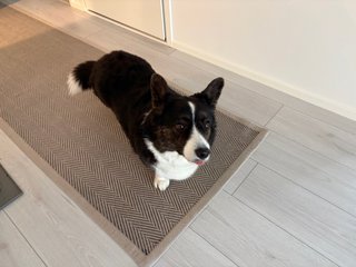 A black and white corgi cardigan standing on a carpet with her tongue out.