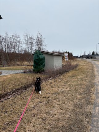 A black and white corgi cardigan being walked. She