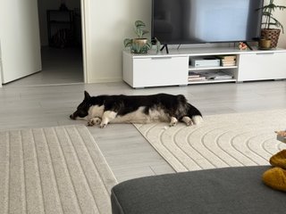 A black and white corgi cardigan sleeping on her side with her legs crossed.