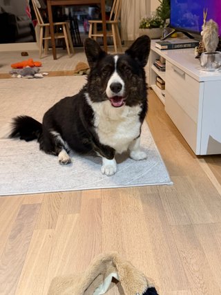 A black and white corgi cardigan sitting on the floor and smiling into the camera. There are a few dog toys in the background.