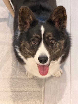 A black and white corgi cardigan looking excitedly into the camera.