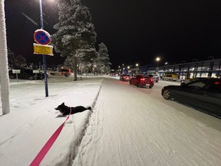 A black and white corgi cardigan lying in the snow next to a passenger drop-off point at the airport.