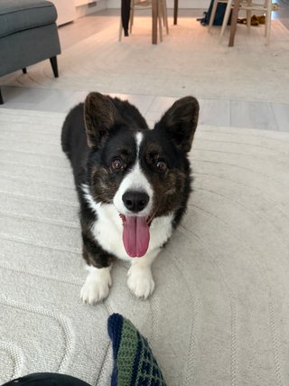 A black and white corgi cardigan watching playfully into the camera. She has her tongue out. There is part of a green wool sock visible in the lower center of the photo.
