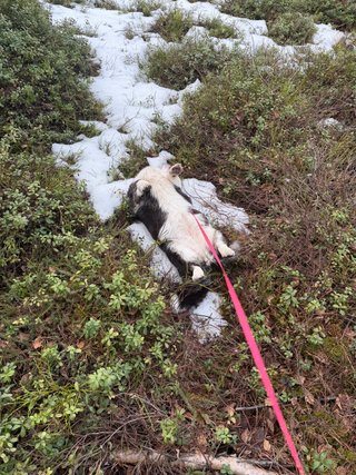 A black and white corgi cardigan rubbing her back on one of the last patches of snow in a forest.