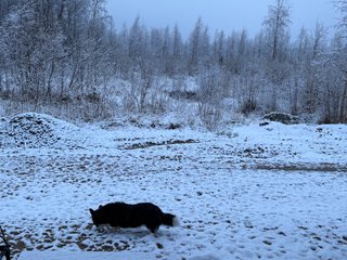 A black and white corgi cardigan checking out some snow that had fallen over night.