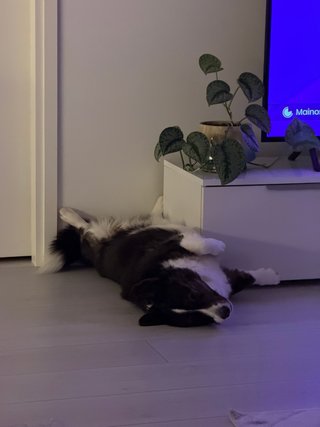 A black and white corgi cardigan sleeping on her back.