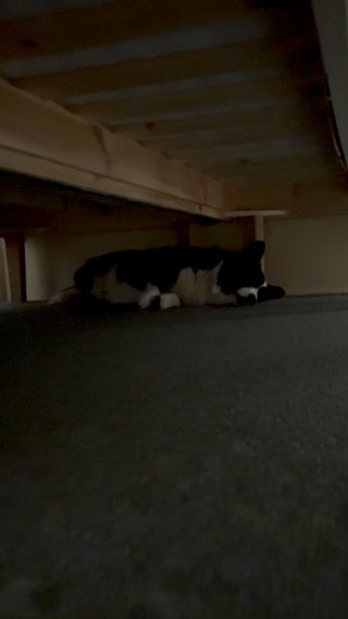 A black and white corgi cardigan sleeping under a bed.