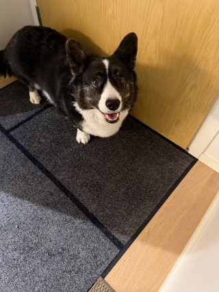 A black and white corgi cardigan waiting at the door and smiling at the camera.