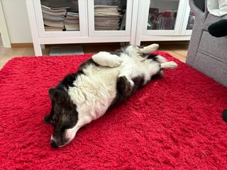 A black and white corgi cardigan scratching her on back by squirming around on a red long haired carpet.