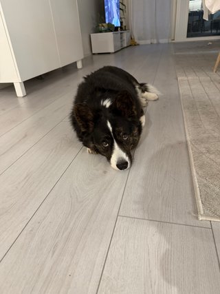 A black and white corgi cardigan rolling her eyes at the camera.
