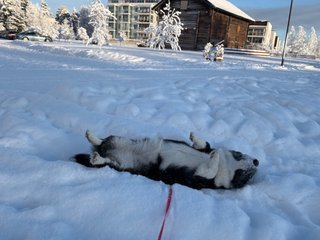 A black and white corgi cardigan rolling around in the snow.