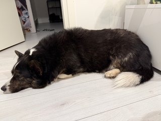 A sleepy looking black and white corgi cardigan lying next to a tv bench.