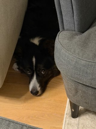 A black and white corgi cardigan hiding in her favorite corner between the couch and the chair. She
