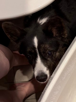 A black and white corgi cardigan next to what looks like a bath tub.