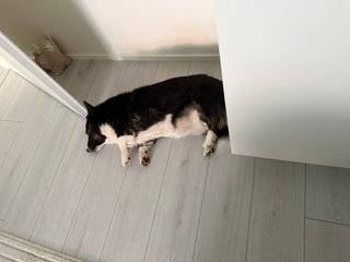 A black and white corgi cardigan sleeping between a door and a wardrobe.
