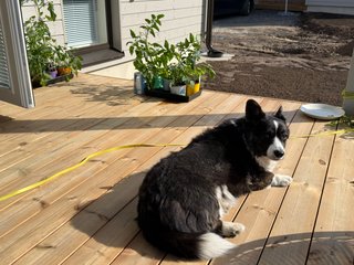 A black and white corgi cardigan lying on a terrace in front of a few to-be-potted plants.
