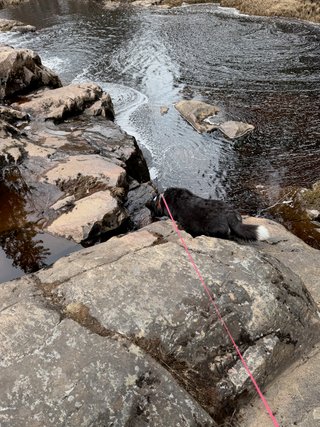 A black and white corgi cardigan drinking some water from a spot in a river