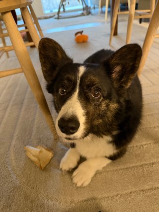 A black and white corgi cardigan lying in between kitchen chairs under the table and looking into the camera.