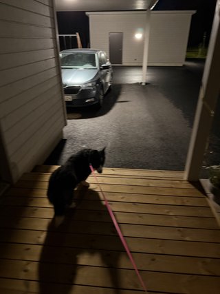 A black and white corgi cardigan on her way to her last walk before bed on a dark front porch.