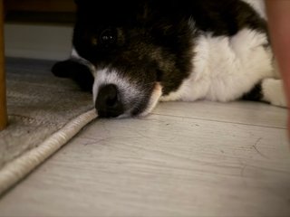 A black and white corgi cardigan lying on her side.