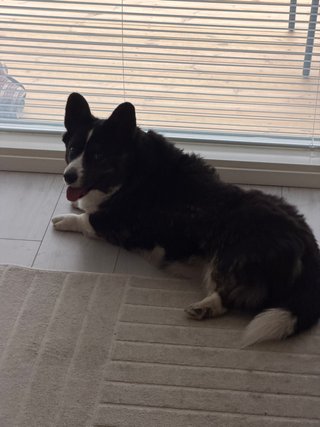 A black and white corgi cardigan lying in front of a big window, looking back at the camera.