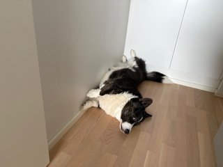 A black and white corgi cardigan lying on her back on the floor in the corner of the room. She is watching into the camera with her head kind of twisted to the side.
