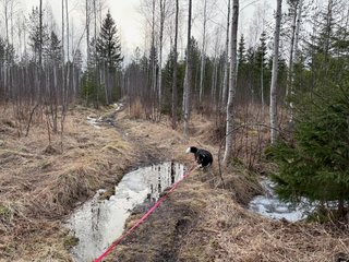 A black and white corgi cardigan walking through a pretty wet looking forest in which the snow has just melted a week ago or so.