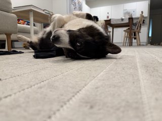 A black and white corgi cardigan lying on her back and watching playfully at the camera.