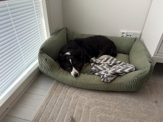 A black and white corgi cardigan lying in her bed and watching straight at the camera.