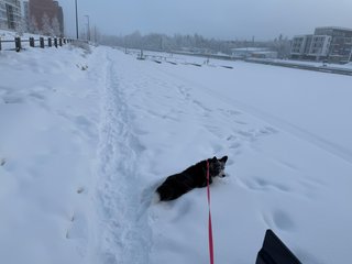 A black and white corgi cardigan lying in the snow in a somewhat urban winter landscape. Her face is also full of snow.