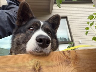 A black and white corgi cardigan resting her head on a porch and watching past the camera.